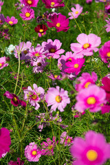 Obraz premium 秋の花 たくさんのコスモス 
