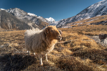 Sheeps in Himalaya mountains range, Mera peak climbing route, Nepal © skazzjy