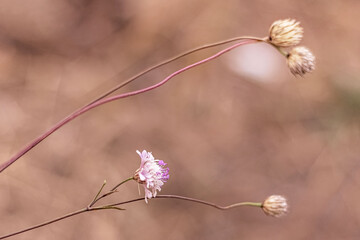 On a blurred background Scabiosa wild pink flower. Mountain plants