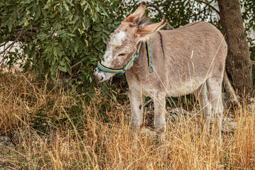 A gray donkey from a farm grazes at the edge of the forest