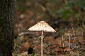 Schirmpilz Macrolepiota procera im Wald
