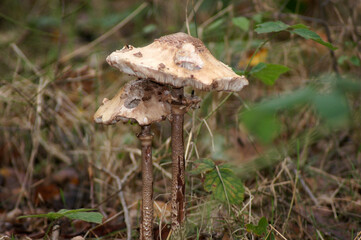 Schirmpilz Macrolepiota procera im Wald