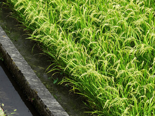 田んぼと農業用水路