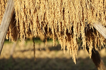 秋の田園地域の稲の実りと収穫風景