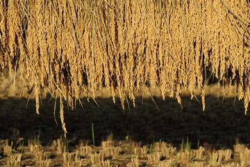 秋の田園地域の稲の実りと収穫風景
