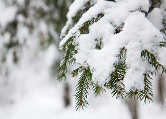 Snow covered Christmas tree in Stoke Lyne woods