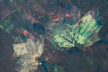 Zatopione liście klonu w farbie, w namalowanym, wielokolorowym, abstrakcyjnym tle, struktura. - obrazy, fototapety, plakaty