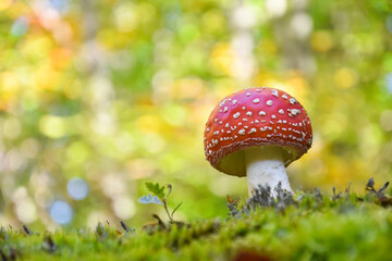 Amanita muscaria, Fly Agaric in moss in forest. Magic mushrooms background