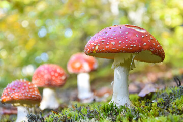 Amanita muscaria, Fly Agaric in moss in forest. Magic mushrooms background