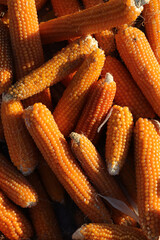 Dried corns for the winter. Corn background.