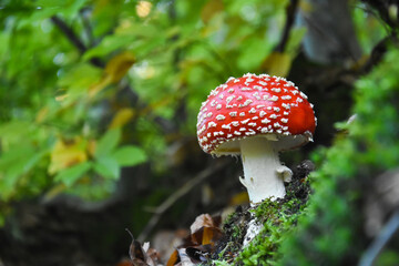 Amanita muscaria, Fly Agaric in moss in forest. Magic mushrooms background