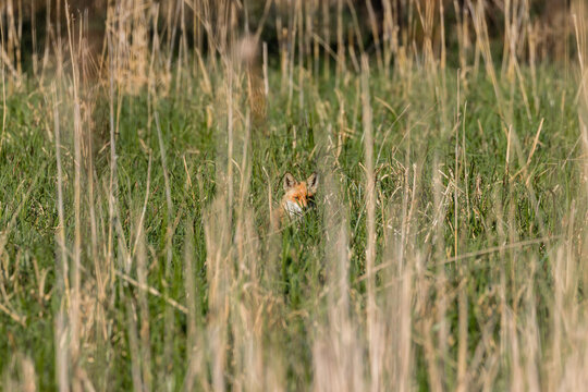 Lis rudy Lis pospolity Vulpes vulpes ukryty w wysokiej trawie, środowisko naturalne lisa rudego, ekosystem