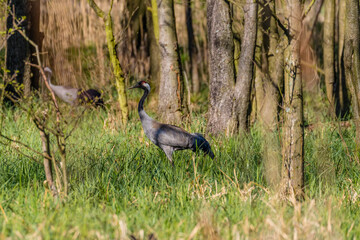 Żuraw zwyczajny Grus grus spaceruje w lesie, naturalne środowkisko żurawia, ekosystem © PeterG