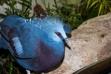close up shot of a Victoria crowned pigeon in indoor tropical park