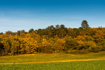 Naklejka premium colorful trees and a meadow with blue sky