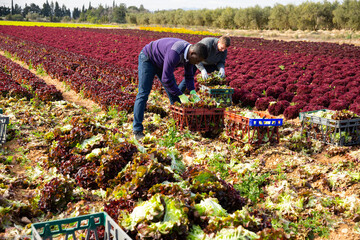 Portrait of men gardeners picking harvest of red lettuce to crates in garden