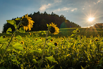 Sunflower field at sunset in autumn near Upper Swabia Germany