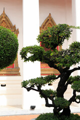 タイ式盆栽