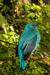 close up shot of a bird with blue glossy feathers and red eyes in indoor tropical park.