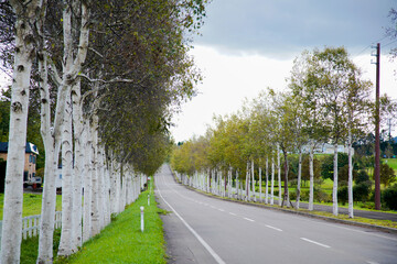 北海道二海郡八雲町、海へとつながる白樺並木の噴火湾パノラマロード
