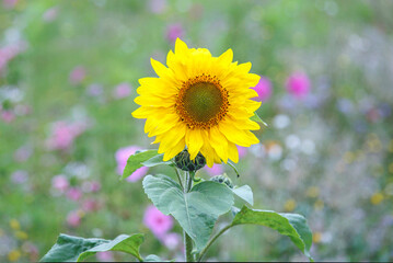 Field of beautiful yellow sunflowers at Rhossili on the Gower Peninsular with selective focus - Helianthus-helios.