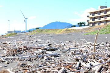 流木の残る都市の海岸