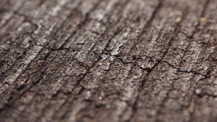 Close Up Nature Tree Trunk Wood Cracked 