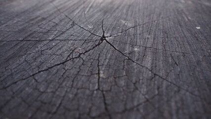 Close Up Nature Cracked Tree Trunk Wood 