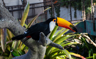 close up shot of a Toucan in indoor tropical park.