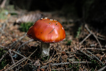 Amanita
