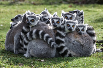 Lémurien Makki catta - Ring-tailed lemur
