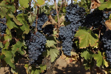 viñedos de Almansa