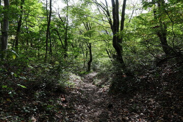 Fototapeta premium 薄暗い緑の中の散歩道