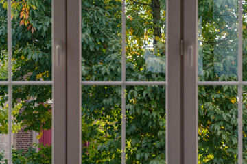 closed window with green leaves