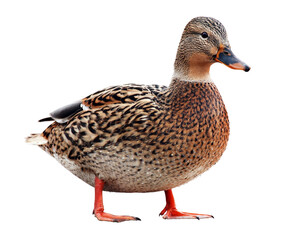 Female wild duck