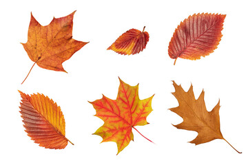 Set of fall leaf. Red, green, orange and brown fall elm, red oak and maple leaf isolated on white...