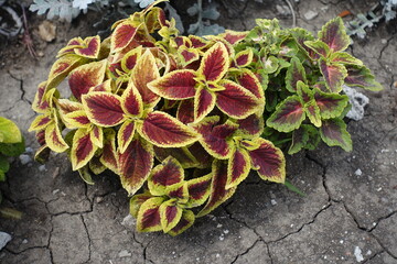 Yellow, green, pink and purple leaves of Coleus scutellarioides in mid July