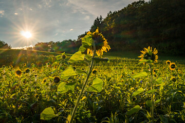 Sunflower field at sunset in autumn near Upper Swabia Germany