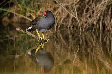 Poule d'eau - Gallinula chloropus - Moorhen
