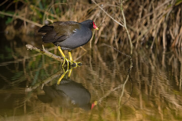 Poule d'eau - Gallinula chloropus - Moorhen