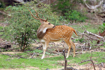 The chital or cheetal (Axis axis), also known as spotted deer or axis deer, male standing in the bushes