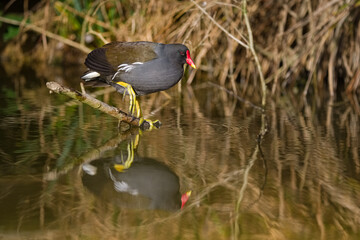 Poule d'eau - Gallinula chloropus - Moorhen