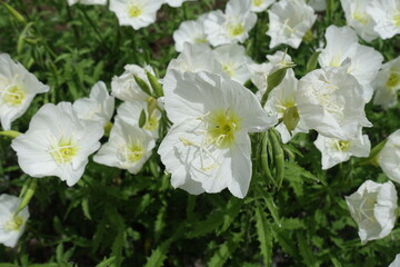Group of white flowers of Oenothera speciosa in May
