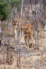 The lion (Panthera leo), pride of young lions going dense bush. A pack of lions exhausted by the heat lets out a dry bush.