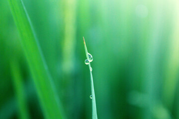 close up morning dew on rice leaves