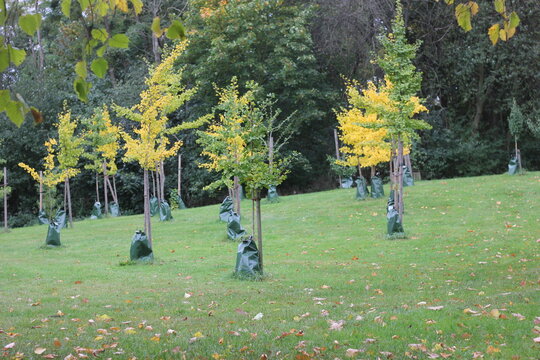 Growing gingko trees with irrigation system by treegator water bags. Meadow with new planted gingko trees. Urban greening project.