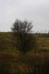 Fototapeta premium a tree without leaves on an autumn morning