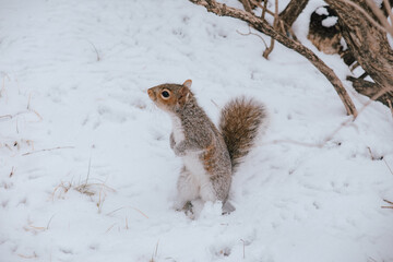 Foto de una ardilla entre la nieve