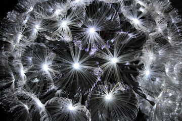 A grand glass shiny ceiling chandelier in the shape of dandelion. Macro view with sparkling details. Interior design