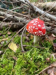 fly agaric in the forest
